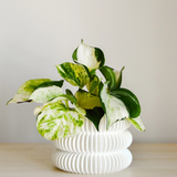 Stacking Bubble Textured Planter with Drainage Tray