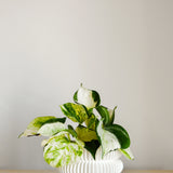 Stacking Bubble Textured Planter with Drainage Tray