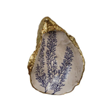 Decorative Resin Shell Shaped Dish with Sea Image, 6 Styles