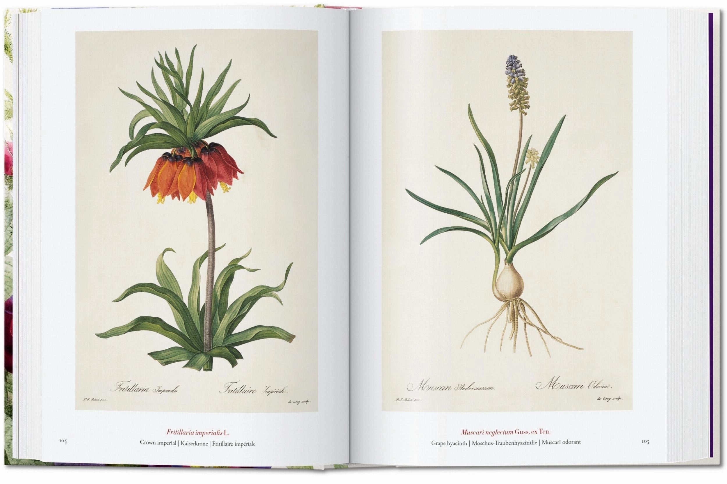 Redouté. the Book of Flowers. 45th Ed. (German, French, English)