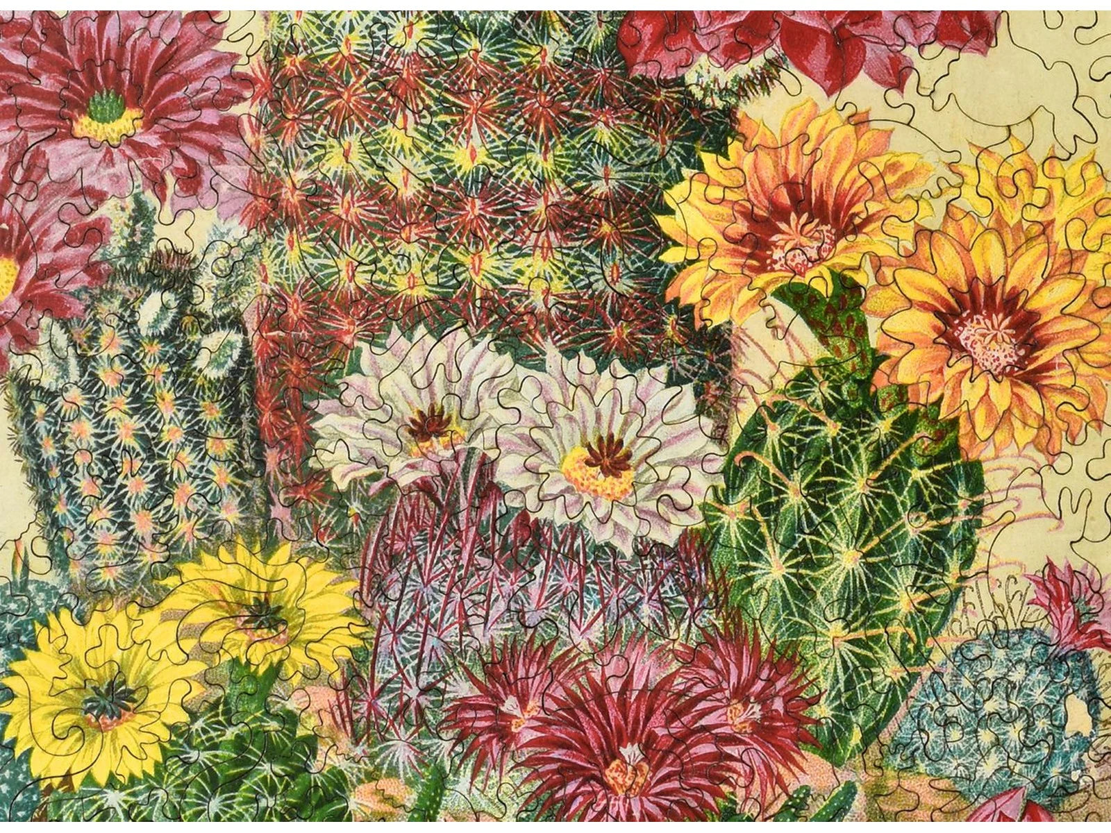 Cactus Flowers Puzzle