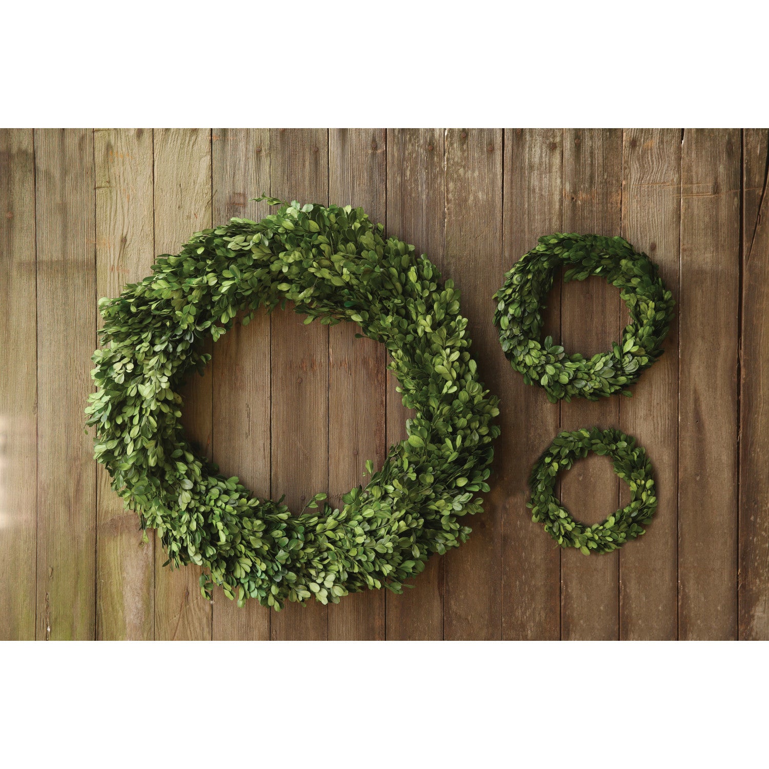 Preserved Boxwood Wreath - Small