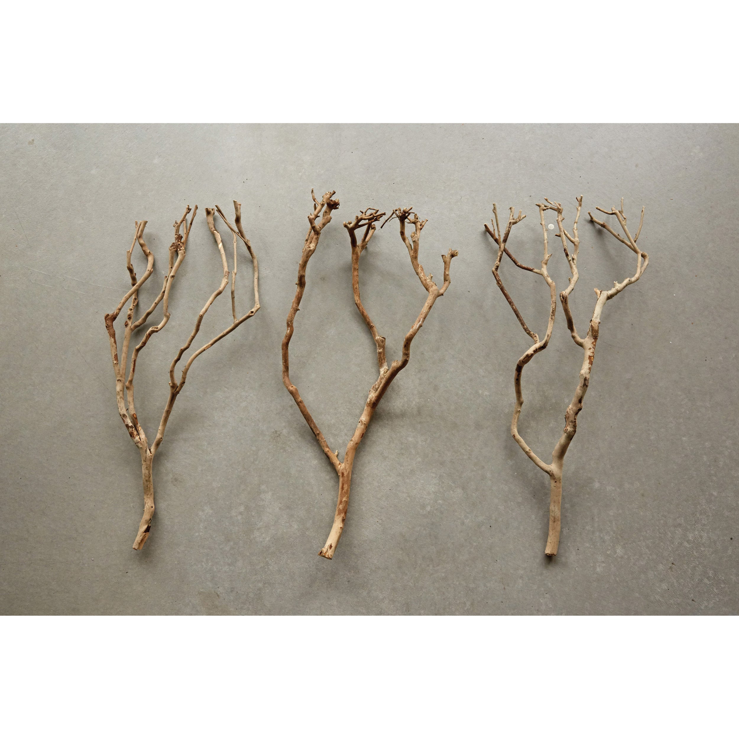 Decorative Tea Tree Branch