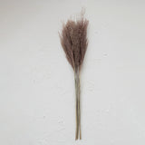 Dried Natural Grass Plume