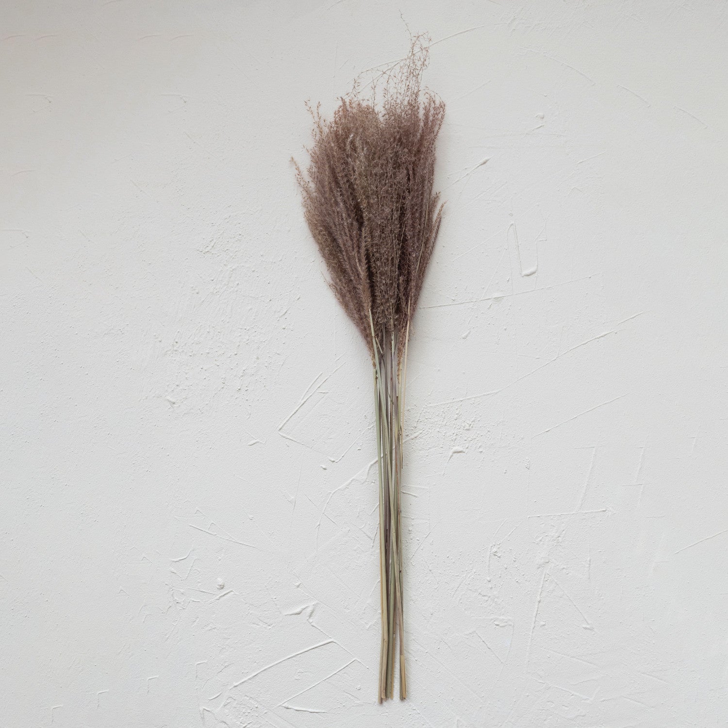 Dried Natural Grass Plume
