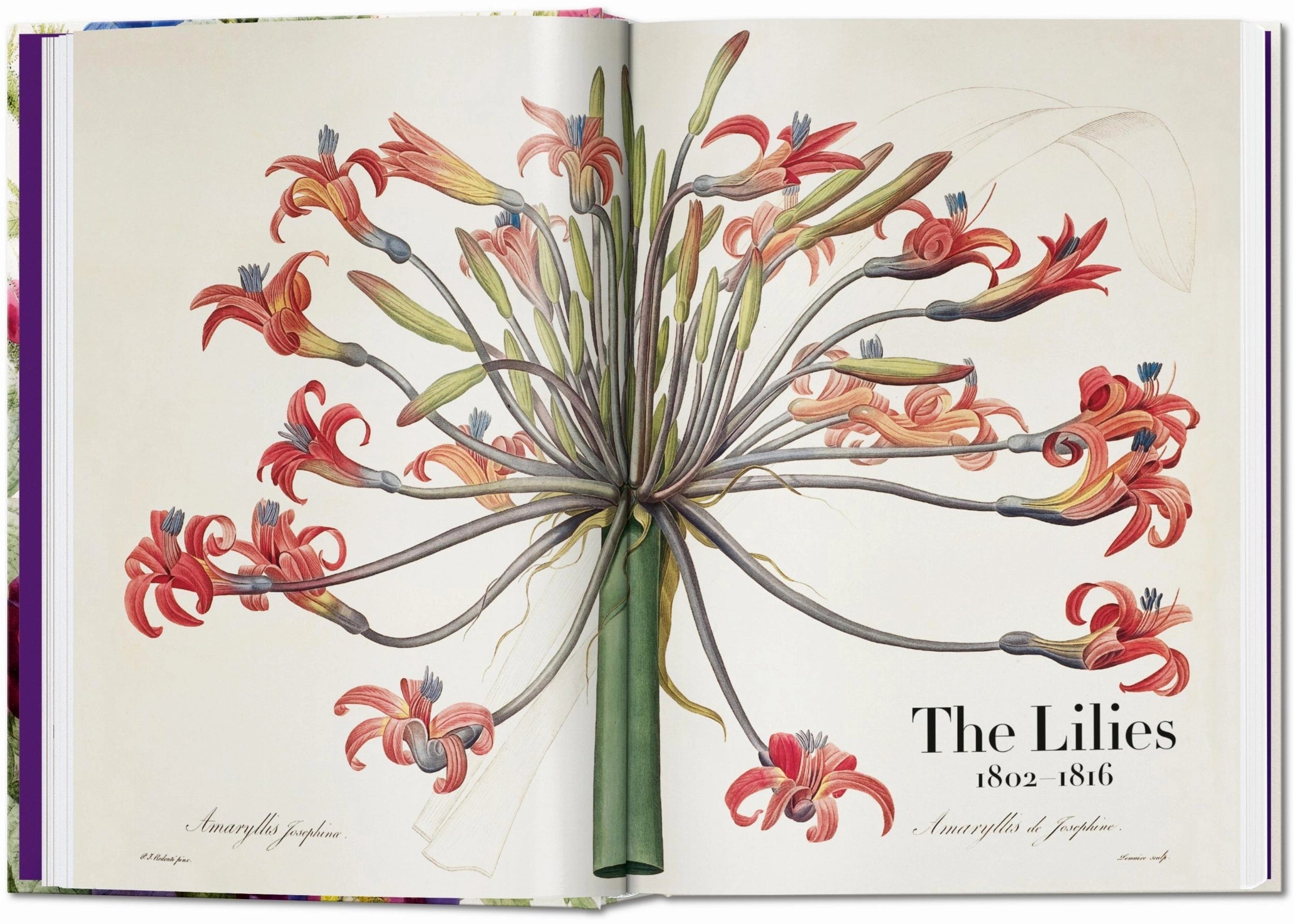 Redouté. the Book of Flowers. 45th Ed. (German, French, English)