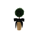 Dried Boxwood Tree in Terra-cotta Pot