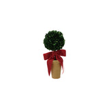 Dried Boxwood Tree in Terra-cotta Pot