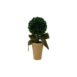 Dried Boxwood Tree in Terra-cotta Pot