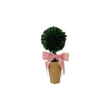 Dried Boxwood Tree in Terra-cotta Pot
